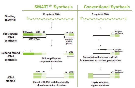 cdna systhesis cdna systhesis