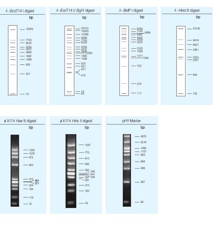 ׸ 1 PCR  DNA  