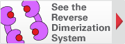 See the Reverse Dimerization System