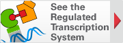 See the Regulated Transcription System