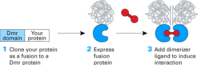 iDimerize inducible protein-protein interactions