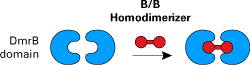 iDimerize inducible protein-protein interactions_ Homodimerization