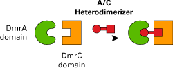 iDimerize inducible protein-protein interactions_ Heterodimerization