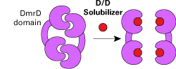 iDimerize inducible protein-protein interactions_ Reverse Dimerization