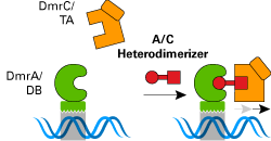 iDimerize inducible protein-protein interactions_ Gene Expression