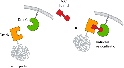 iDimerize inducible protein-protein interactions_ protein relocalization