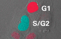 Monitor cell cycle progression with FUCCI vectors