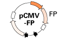 Label cells with bright fluorescent proteins