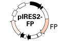 IRES vectors express two proteins from one RNA