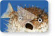 Pufferfish