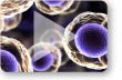 A Closer Look at Seemingly Identical Cells