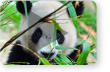 Protecting Pandas from Extinction